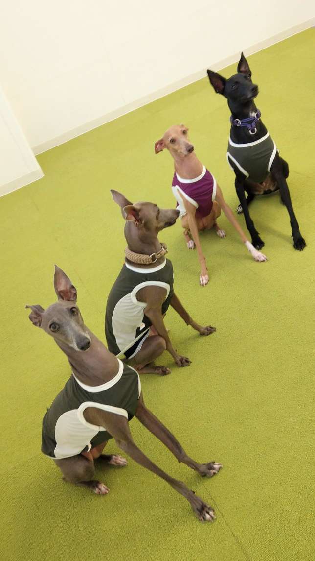 \ 靈緹犬戰隊✨👯👯♀️ /