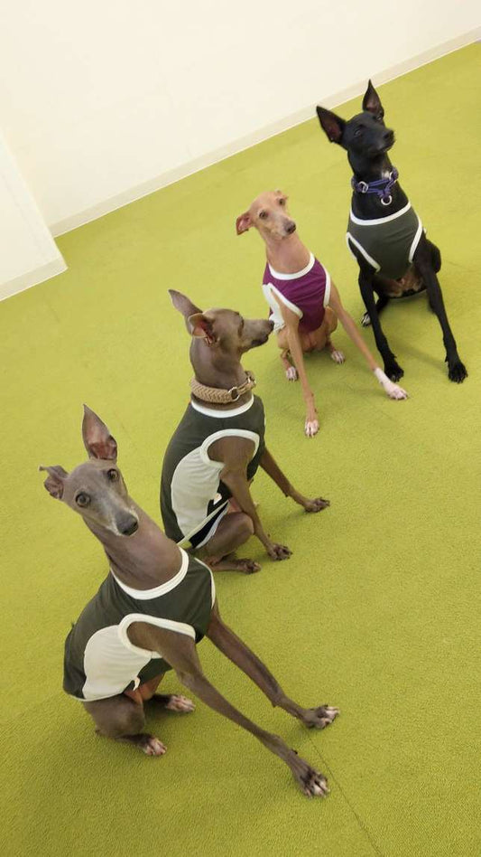 \ 靈緹犬戰隊✨👯👯♀️ /