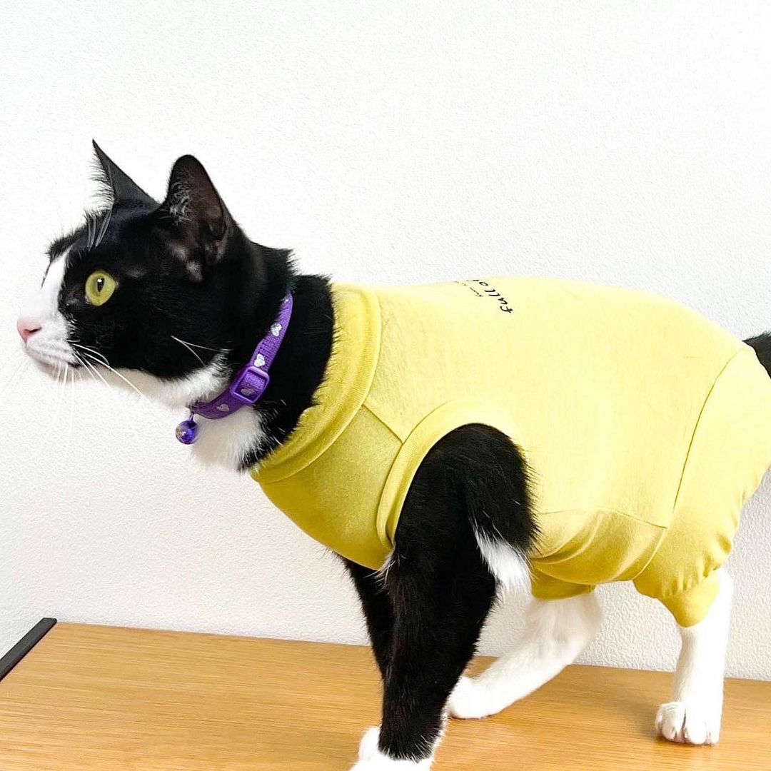 \ 6/22正式發售 當然也有貓咪用的喵❣️ /