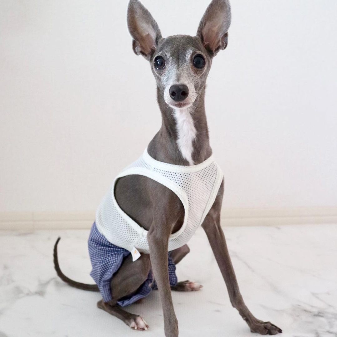 \ 🫧再入荷🫧 /