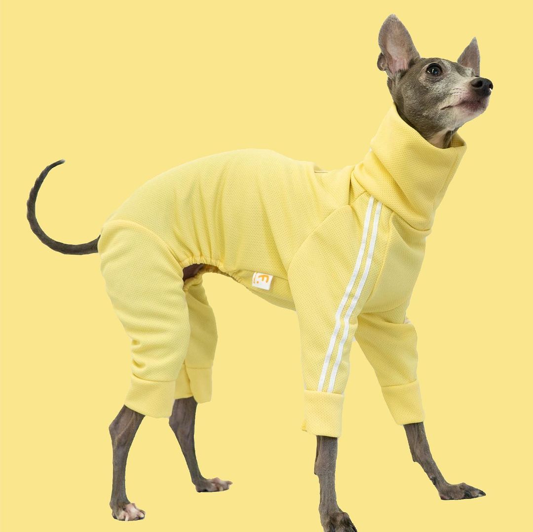 \ Iggy🐶Comming Soon...❤️🔥 /