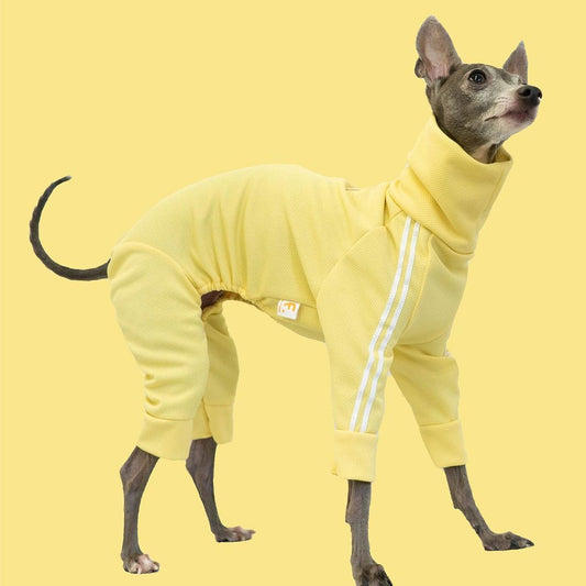 \ Iggy🐶Comming Soon...❤️🔥 /