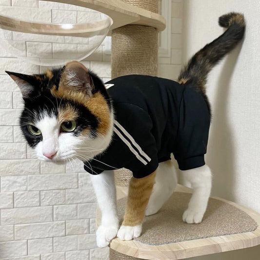 【 9月4日正式發售③ 】