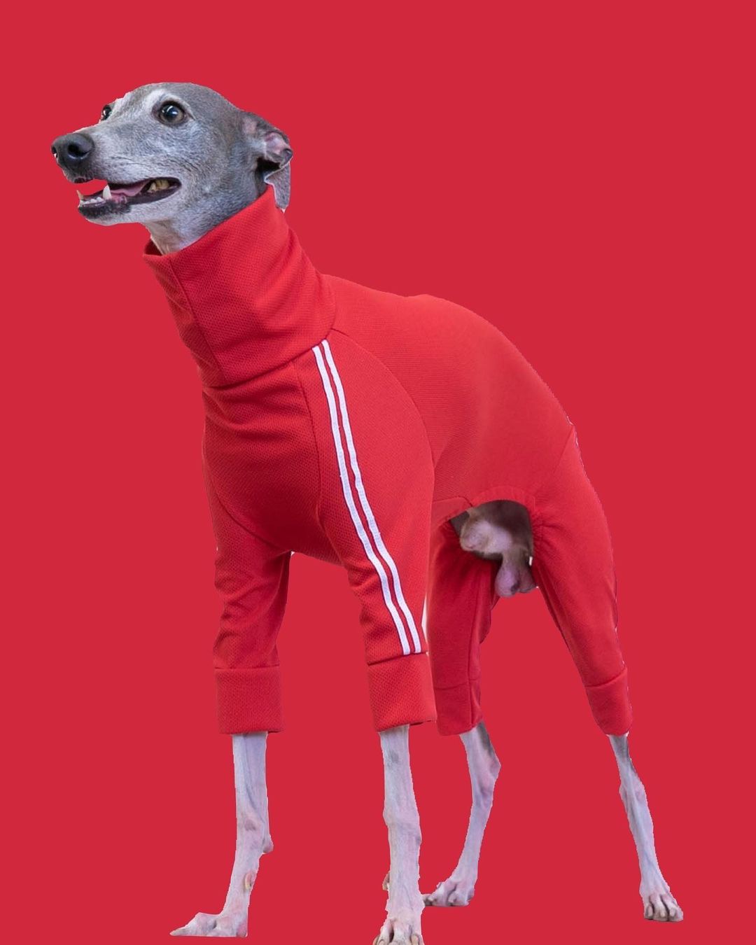 【 9月4日正式發售④ 】