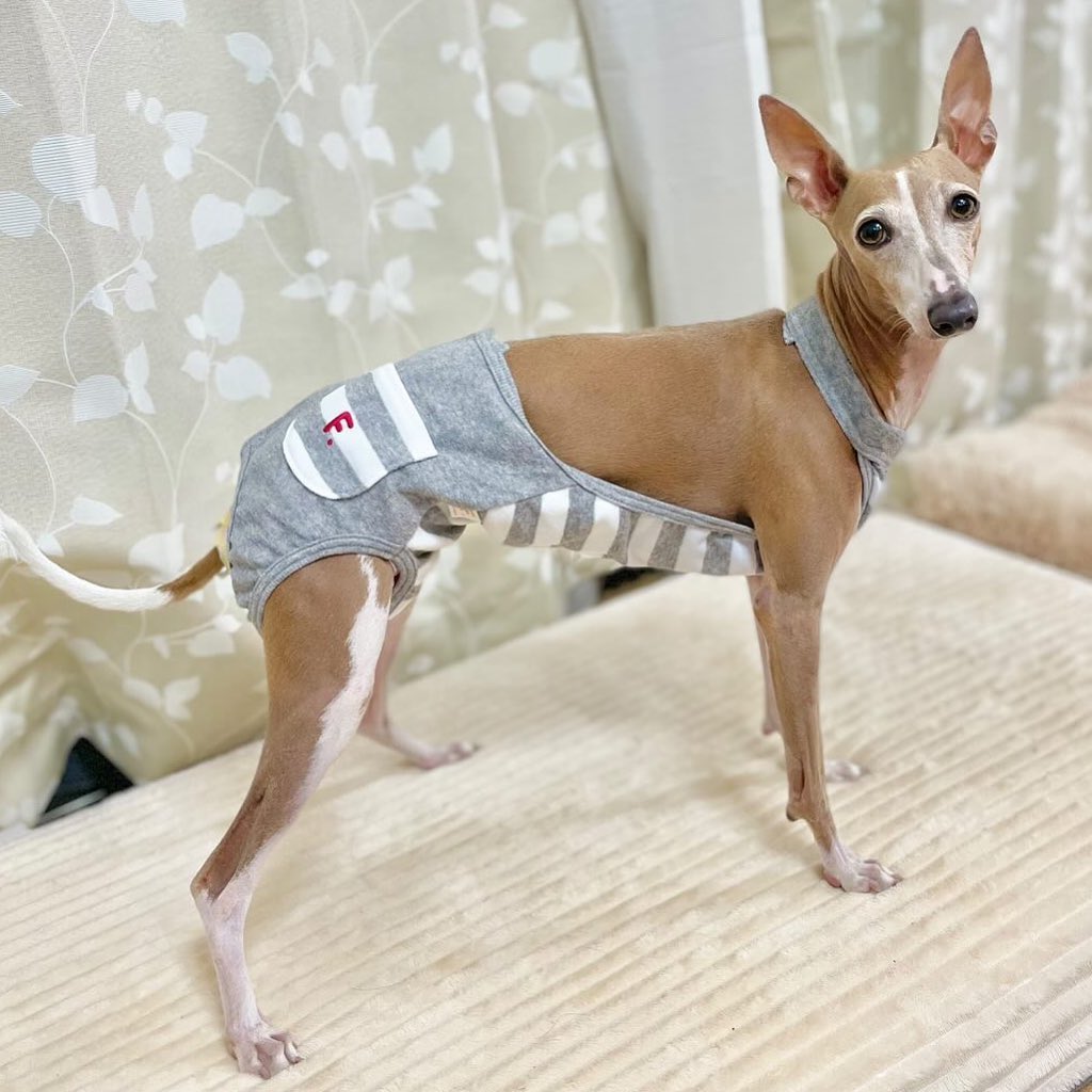 \ 🏇🏻工作服款保潔介護服(介護服マナーガード®)🏇🏻 /