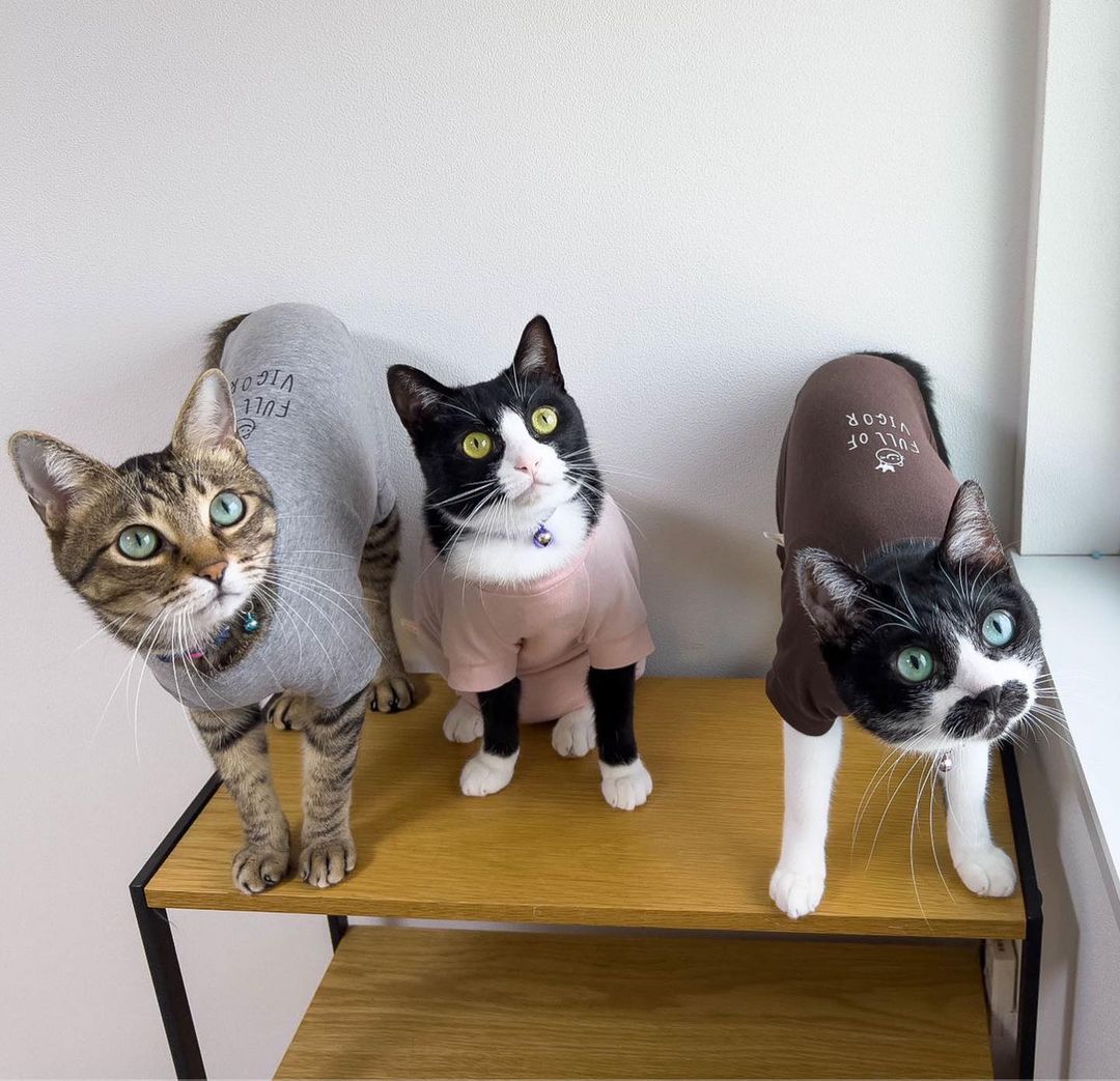 【9月4日新色追加 -⑮】