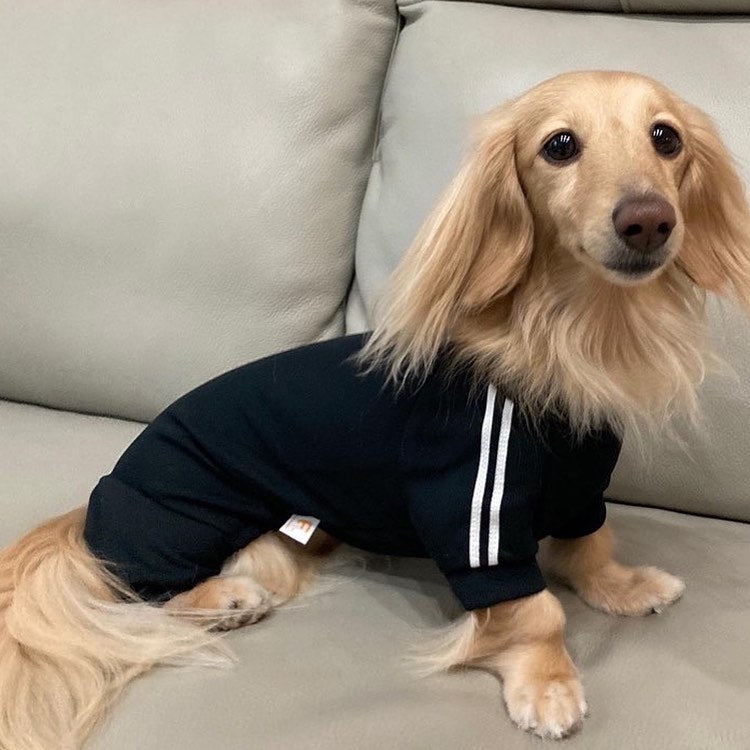 \ 優雅氣質的小公主隊員👸✨ /