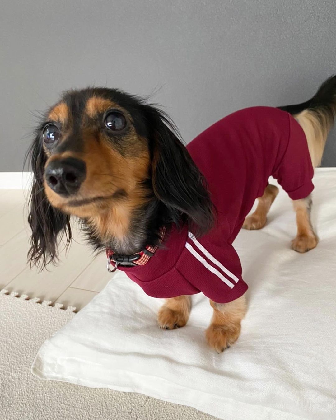 \ 北海道分隊體育運動服隊員🫶 /