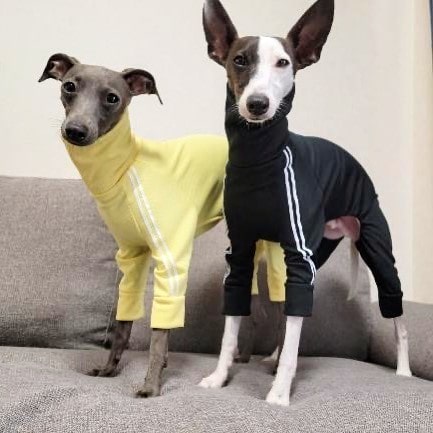\ 靈緹犬體育運動服隊 新進隊員🖤💛 /