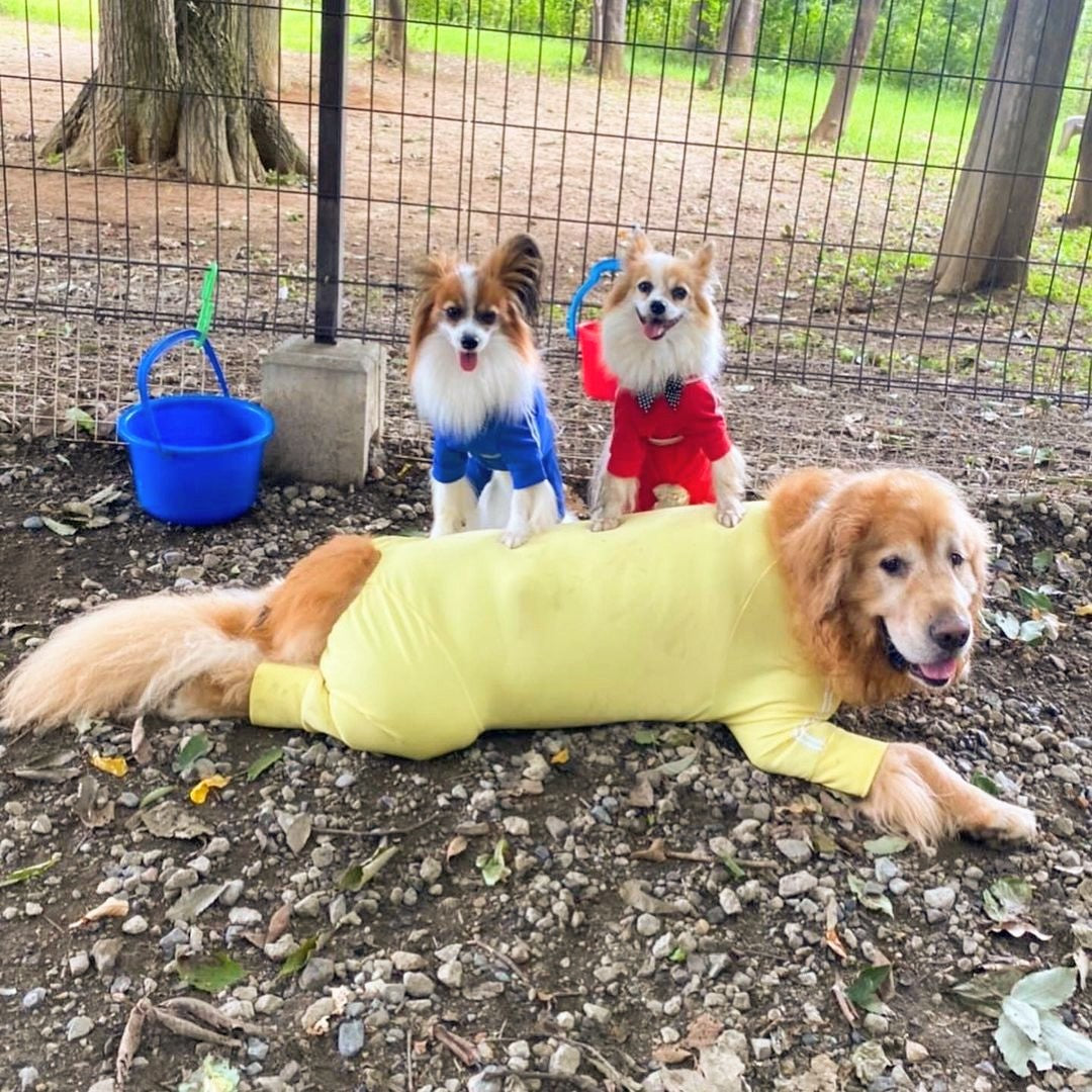 \ 🐥我的工作制服🐥 /