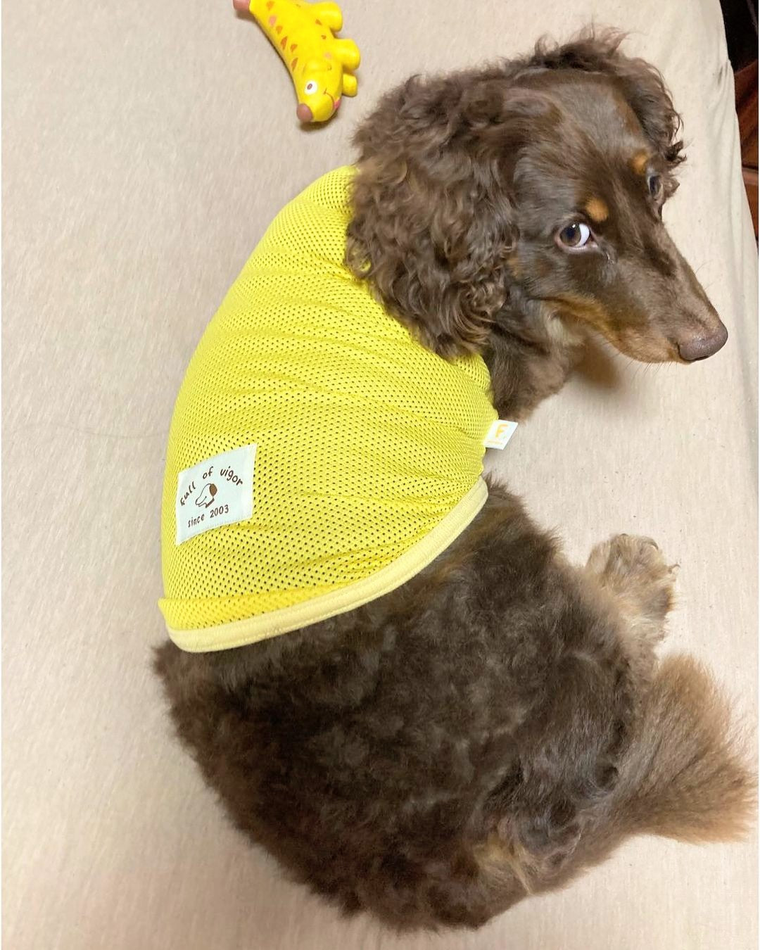 \ Yellow🐥Yellow🐥Yellow🐥✨ /