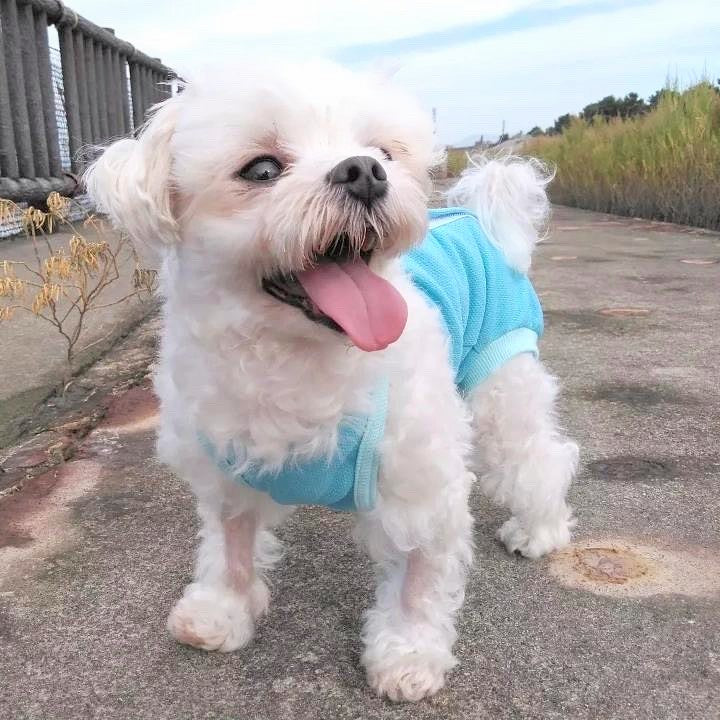 \術後服(術後服エリザベスウエア®)/