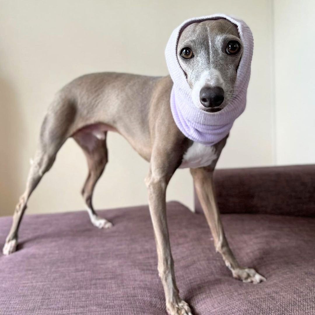 \溫柔守護虛寒體質的寶貝🤲🏻💓/