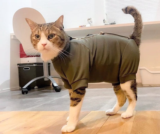 \ 人家可愛喵?😺 /