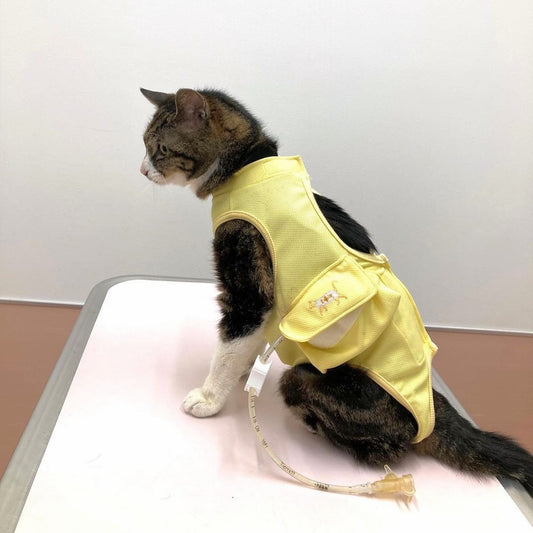 \🐈後背全開式設計款🐈/