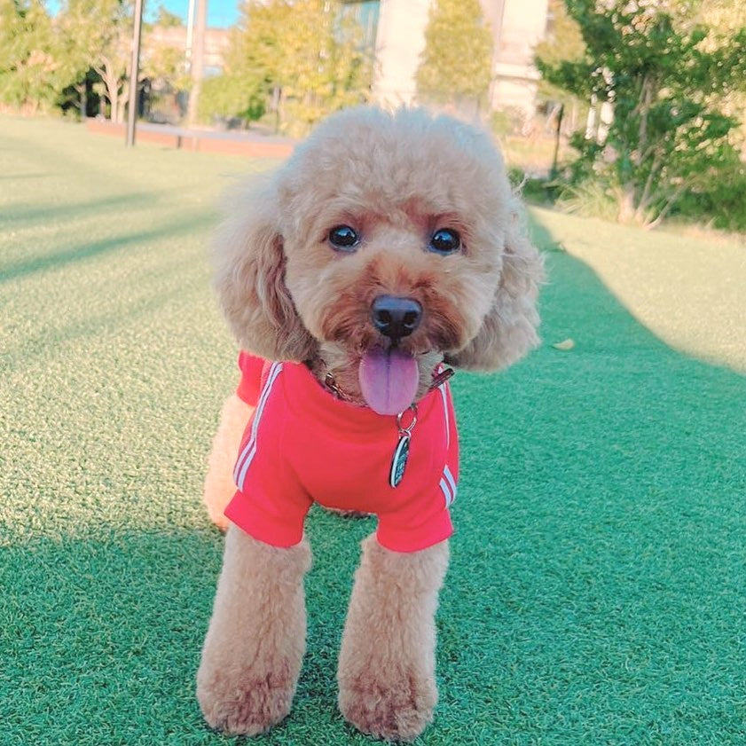 \ 美貌系體育運動服隊員✨ /