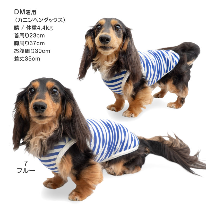接觸涼感TENCEL MODAL纖維條紋天竺棉坦克背心(臘腸狗・小型犬用)
