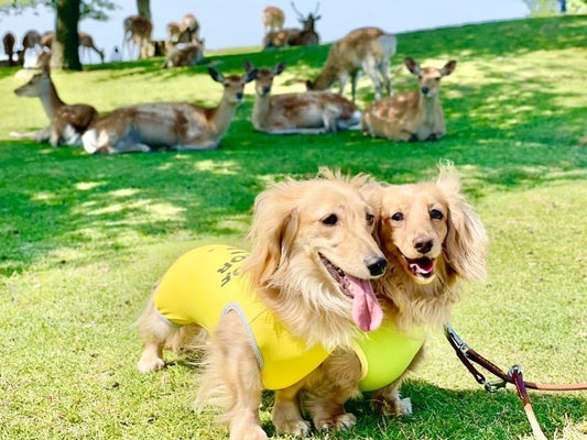 \ 奈良鹿與可愛的我們💚💛 /