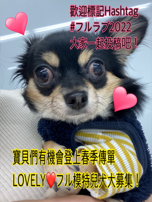 \ LOVELY❤️フル模特兒犬貓募集中❣️ /